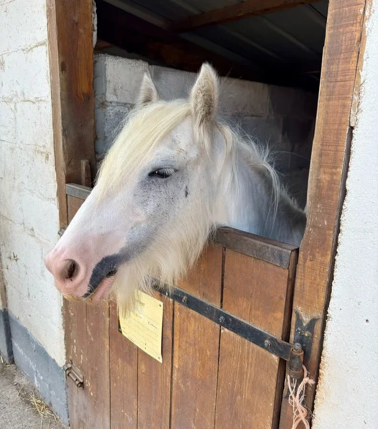 Poney du centre équestre de Neuville-en-Ferrain pour la médiation animale
